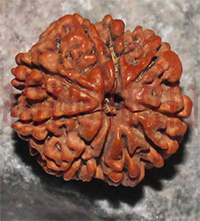 10 mukhi rudraksh - Nepal Bead